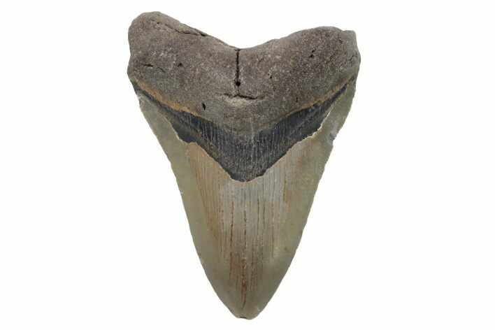 Fossil Megalodon Tooth - North Carolina #221884